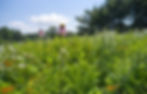 Campion Hruby Landscape Architects